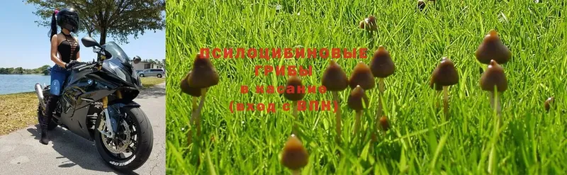 Псилоцибиновые грибы Psilocybe  Троицк 